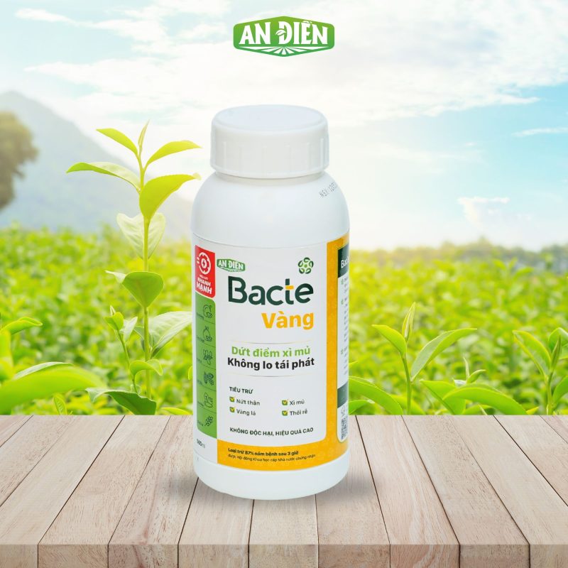Bacte vàng An Điền