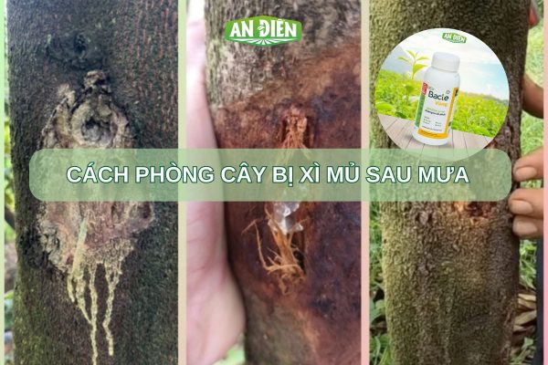 Cách phòng và trị cây bị xì mủ