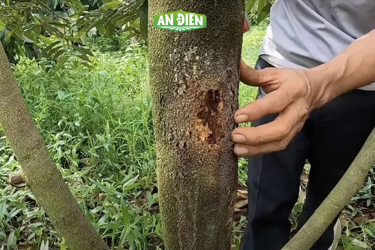 Bệnh nứt thân xì mủ
