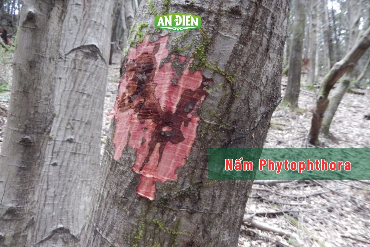 nấm bệnh phytophthora