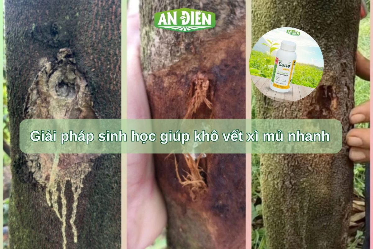 Bacte vàng giúp xử lý vết xì mủ ở cây