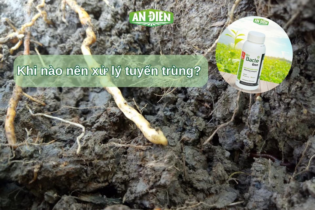 diệt tuyến trùng với bacte đen
