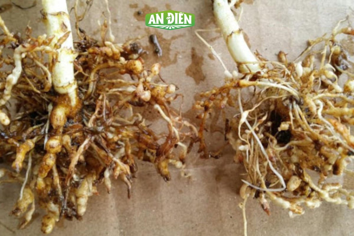 Cách phòng ngừa tuyến trùng