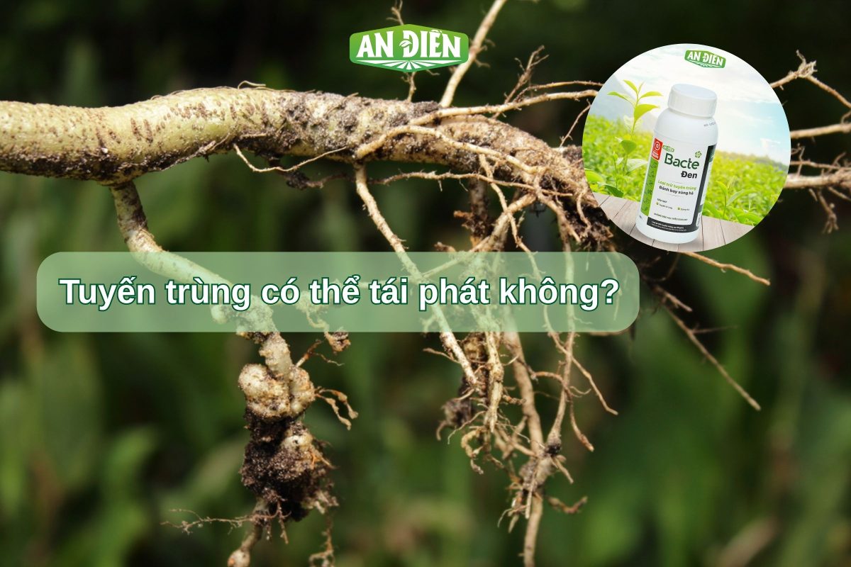 Tuyến trùng có thể tái phát không?