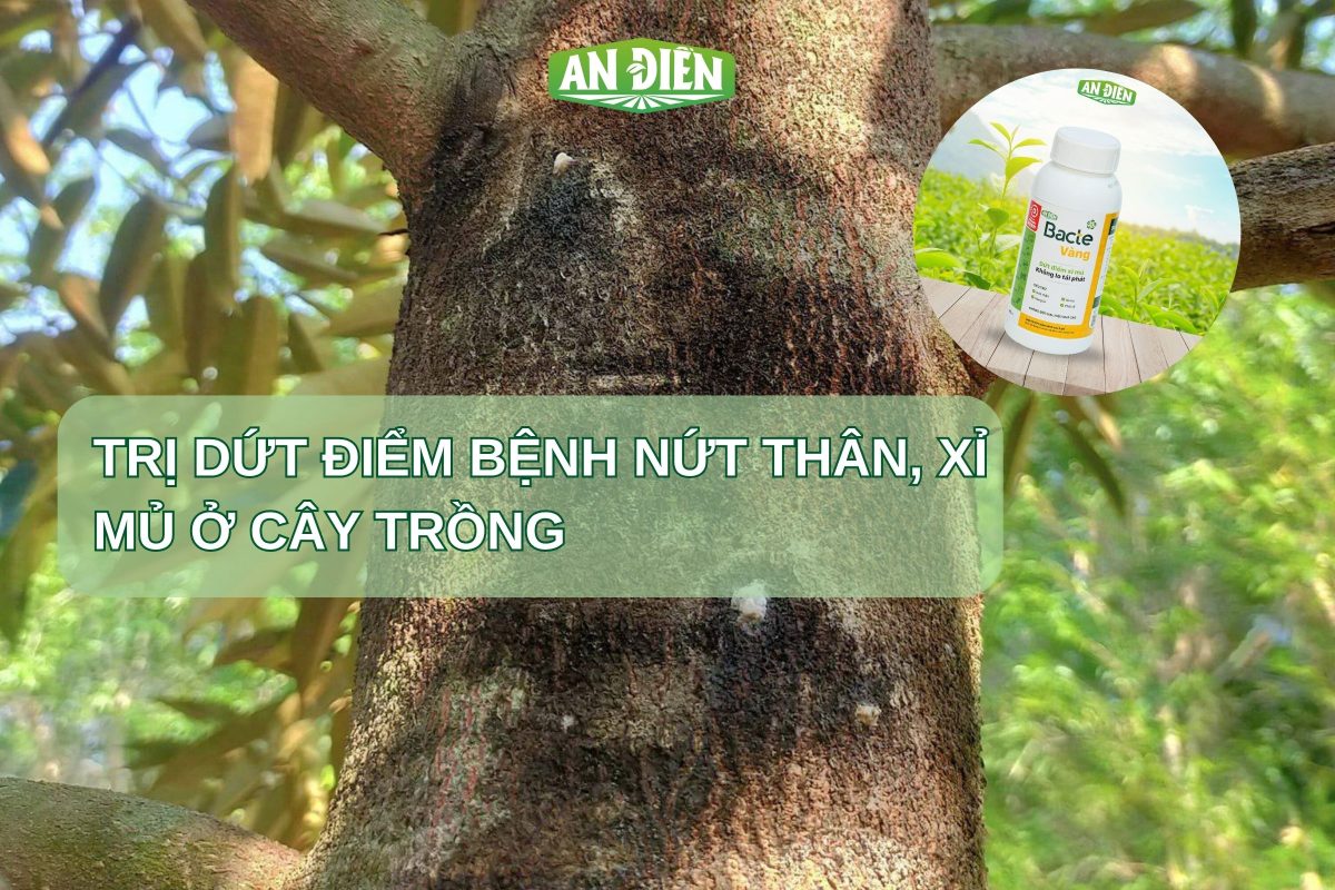 Bacte vàng - trị nứt thân xỉ mủ
